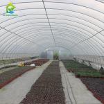 8x30m Tomato Poly Tunnel Greenhouse 150-200micron Plastic Film Tomato Greenhouse