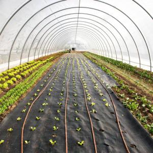 China Commercial Greenhouses Plastic Sheet Greenhouse Film For Plant Growing wholesale