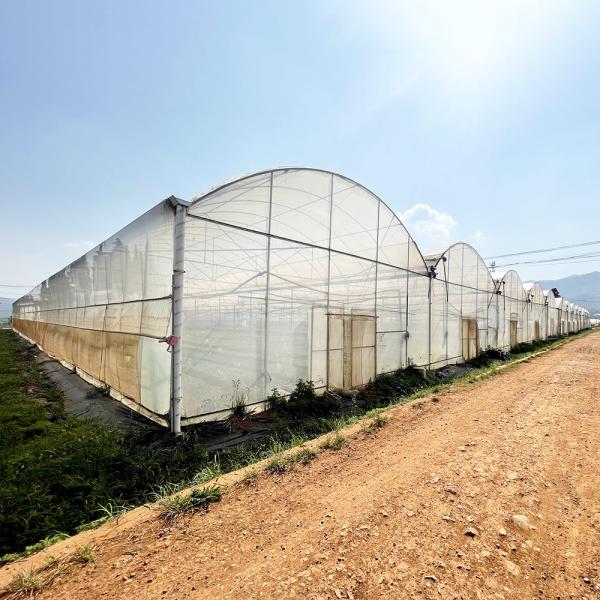 Agriculture Large Green House Metal Frame Multispan Vegetables Growing Tunnel