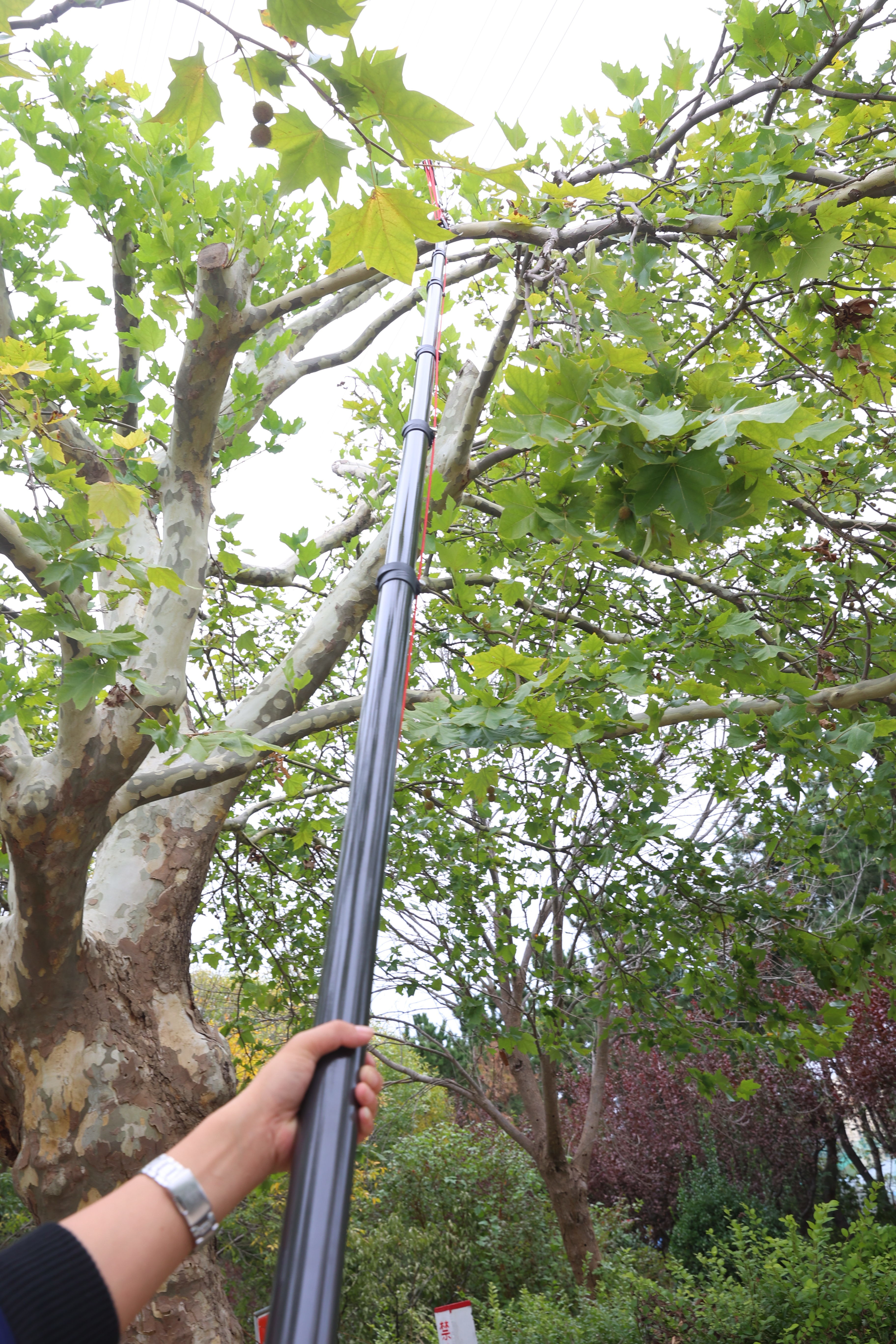 50ft Carbon Fiber Harvesting Pole For Coconut and Betel Nut Harvesting for India and Bangladesh Market OEM