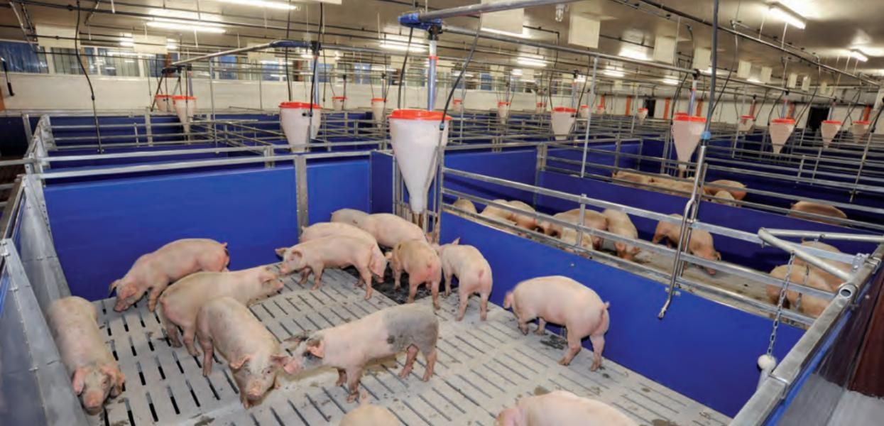 Hygienic Livestock Farm Equipment Galvanized Steel Fattening Pigs Cage