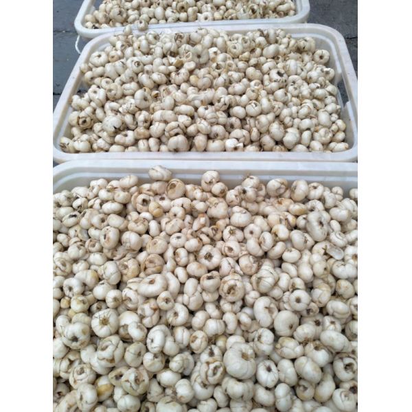 Fritillaria Chinese Herbal Medicines Organic Chinese Herbs