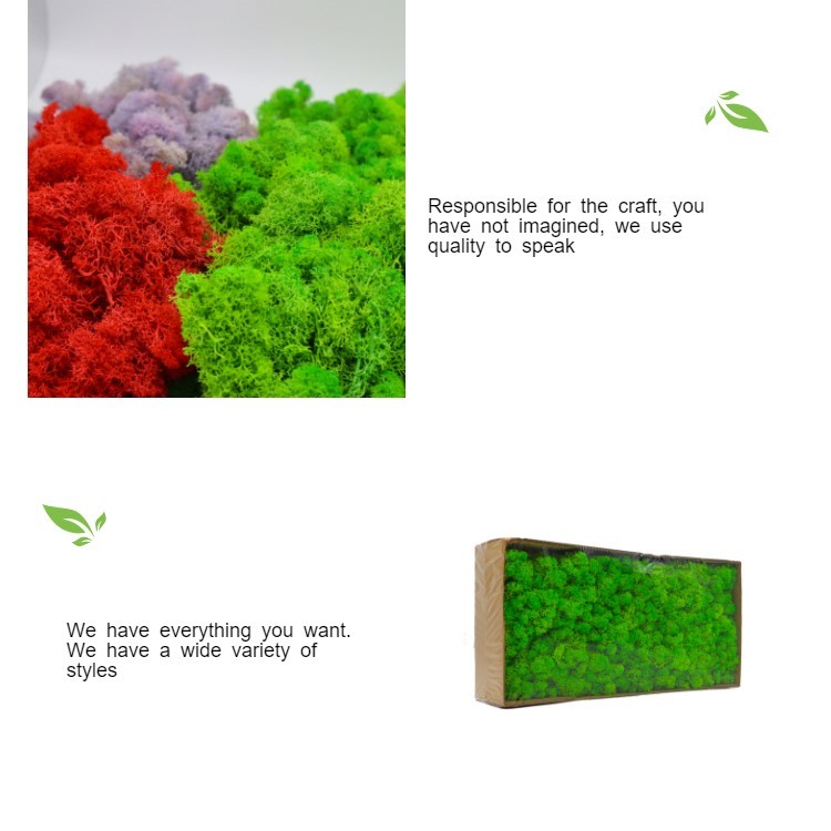 Colorful Room Decorative Natural Reindeer Moss Decoration Day