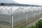Multi Span Polyethylene Plastic Sheeting Greenhouse Arched Roof Top Height 4.0-8