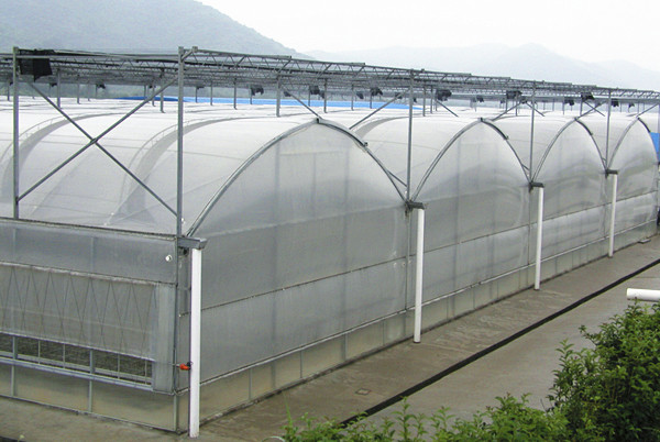 Durable Multi Span Greenhouse Arched Roof Plastic Film Cover 0.12 / 0.15 / 0.20mm
