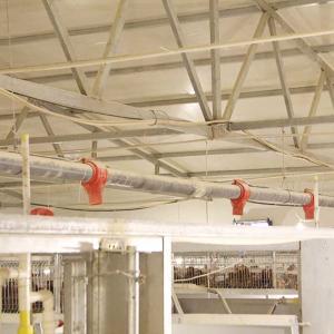 China 380V Cage House Poultry , Automatic Layer Poultry Equipment Long Life Span wholesale