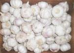 Fresh Spicy Normal White Reducing Bacteria Garlic