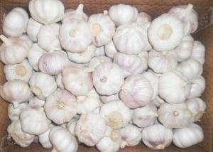 China Fresh Spicy Normal White Reducing Bacteria Garlic wholesale