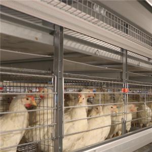 China Hot Dip Galvanized Layer Chicken Cage Automatic 256 Birds / Set wholesale
