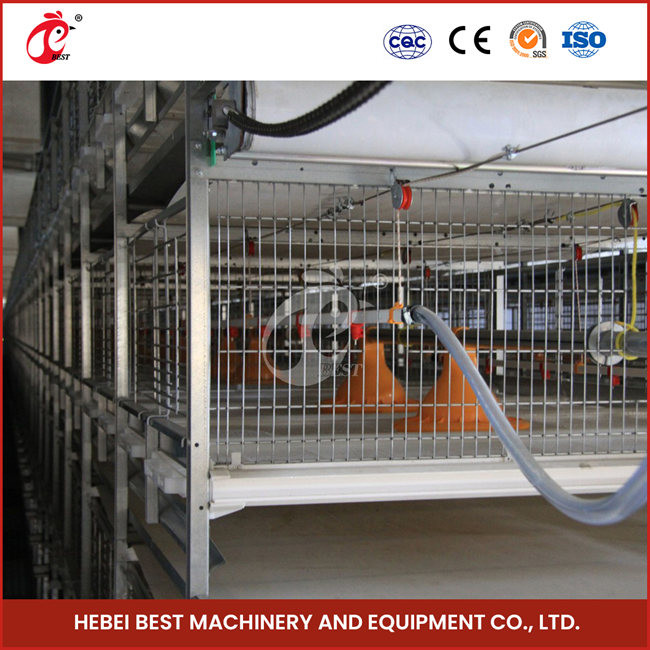 Automated Pullet Baby Battery Chick Brooder Cage For Day Old Layer Grower Chicks Rose