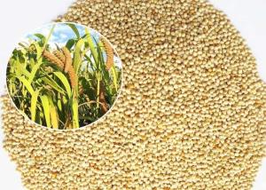 China Mini Size Bird Food For Small Birds , White Millet Seed Premium Quality wholesale
