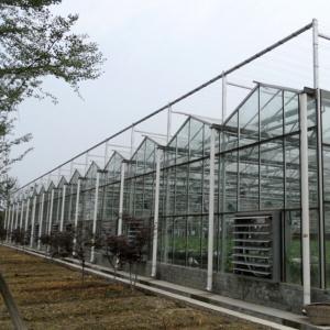 China 10 X 6 10 X 12 10 X 10 10 X 8 Commercial Glass Greenhouse Galvanized Steel Growing Flower Vegetable wholesale