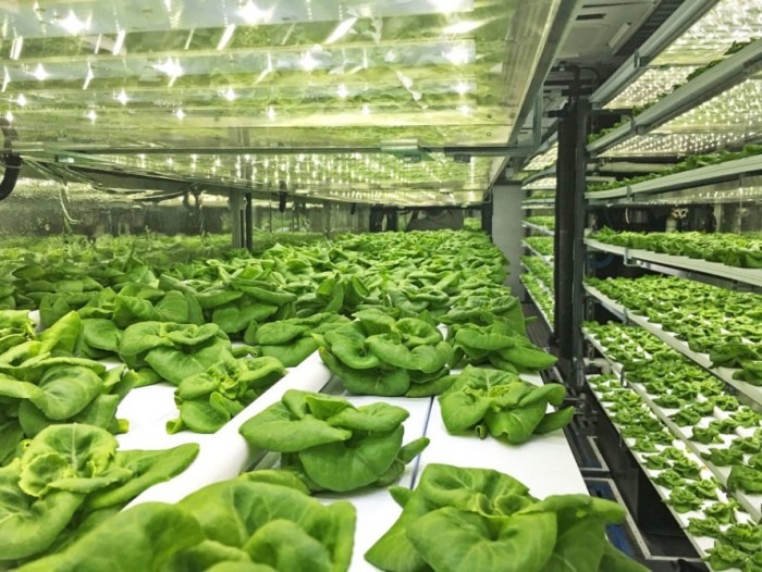40 Feet Container Farming Plant Factory For Hydroponic Growing Lettuce Leaf Vegetable Growing