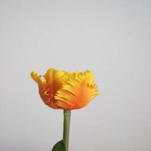 Real Touch PU Tulip, 8cm Flower Height