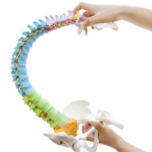 China Colored Spine Anatomical Skeleton Model Pelvis Femur Heads wholesale