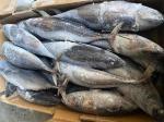 Canned New Landing Delicious 100g 300g A＋ Grade Frozen Bonito Fish