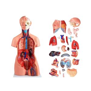 China 85cm Medical Anatomy Unisex Human Torso Model With 40 Parts For Medical Education wholesale
