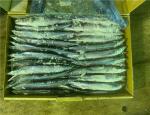#3 90g 100g Individual Quick Frozen Pacific Saury