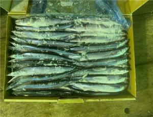 China #3 90g 100g Individual Quick Frozen Pacific Saury wholesale
