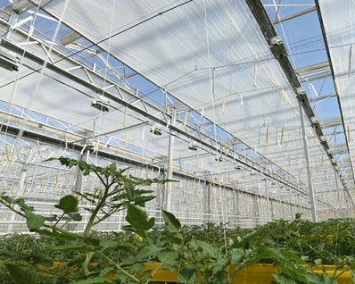 Multi Span Greenhouse Project Management & Advanced Irrigation For Large Farms