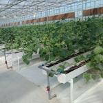 Water Production Agricultural Greenhouse Manufacturer Growing Hydroponic System