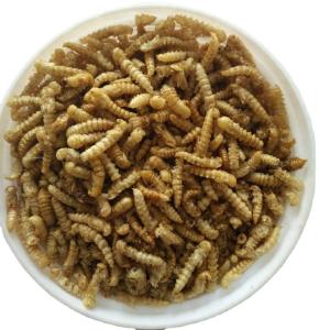 China Natural Mealworms Fish Food Sourced from s Finest Ingredients wholesale