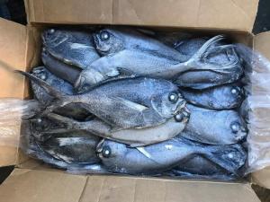 China Fresh 500G-1000G Frozen Black Pomfret Fish For Restaurant wholesale