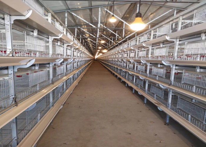 H Type Baby Chick Cage Commercial Poultry Farm Cage Easy To Installation