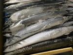 Cololabis Saira Sea Frozen Pacific Saury All Size