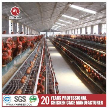 90 Birds A Frame Layer Cages Chicken Poultry Laying Hens Equipment