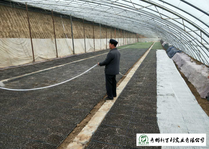 Healthy Chinese Flat Cabbage , Early Round Dutch Cabbage Natural Green