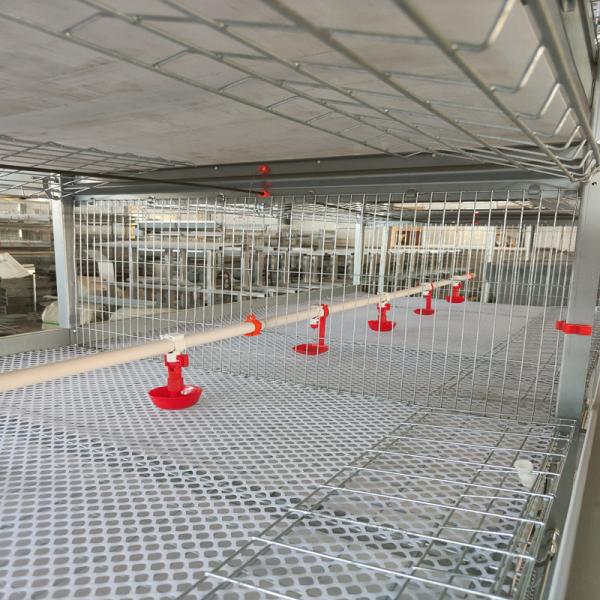 Baby Chicks Cage With Full Automatic Poultry Drinking System