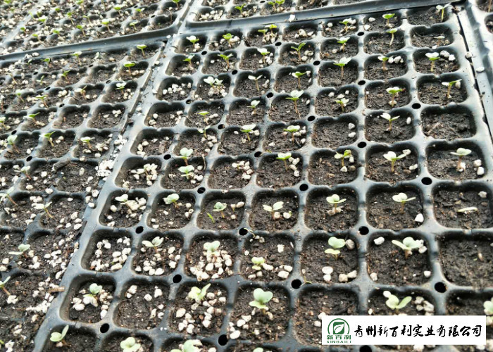 Healthy Organic Chinese Cabbage Japan Standard Big Size Own Bases