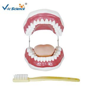 China Unbreakable Dental Study Models wholesale