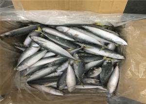 China Below 18 Degree Delicious BQF 60g Fresh Frozen Mackerel wholesale