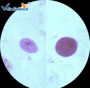 China Commercial Parasitology Microscope Slides Microscope Slide Cover Glass 100 Pcs wholesale