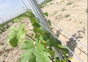 China Waterproof Metal Grape Vine Stakes Hot Dipped Galvanized Eco Friendly wholesale