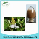 Natural Houttuynia Cordata Extract Powder 10 : 1