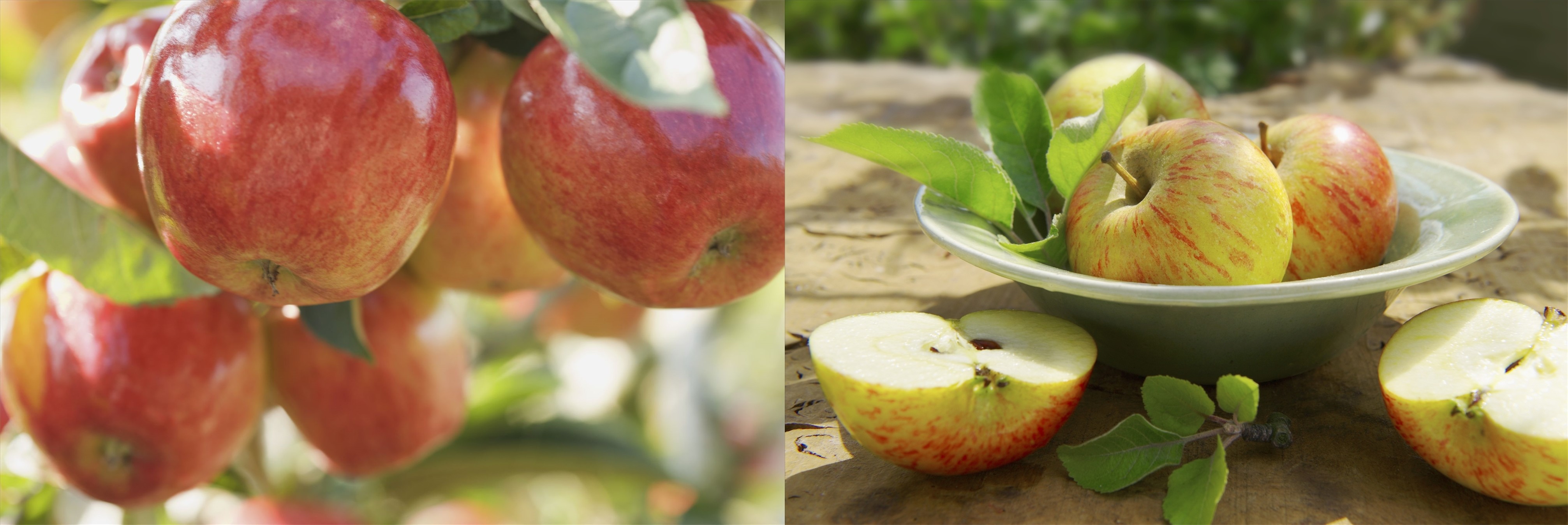 380V/220V Apple Fruit Chips Making Machine , Continuous Automatic Fryer Machine