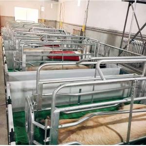 China 1500 Sows Pig Farm Project Equipment Maternity Cage For Sow wholesale