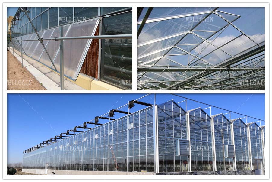 Large Size Glass Multi Span Greenhouse Structure Agricultural Tomato Farming Greenhouse