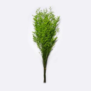 China Beautiful Preserving Eucalyptus Foliage Dry Desmodium For Craft wholesale
