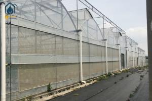 China Large Complete Waterproof Multi Span Greenhouse For Tomato Plant Growing wholesale