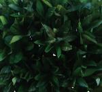 No Nursing Height 160cm Artificial Topiary Tree For Restaurant