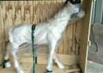 Artificial Rainbow Unicorn Fiberglass Animal Statues Gold Horn Holiday