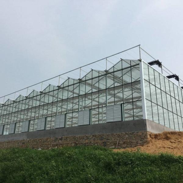Venlo Roof Glass Green House For Agriculture 10.8m Lettuce Leaf Vegetable Salad