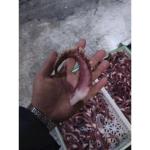 For Thailand Fish Market A Grade IQF Frozen Indian Squid Tentacles Cut Wholes