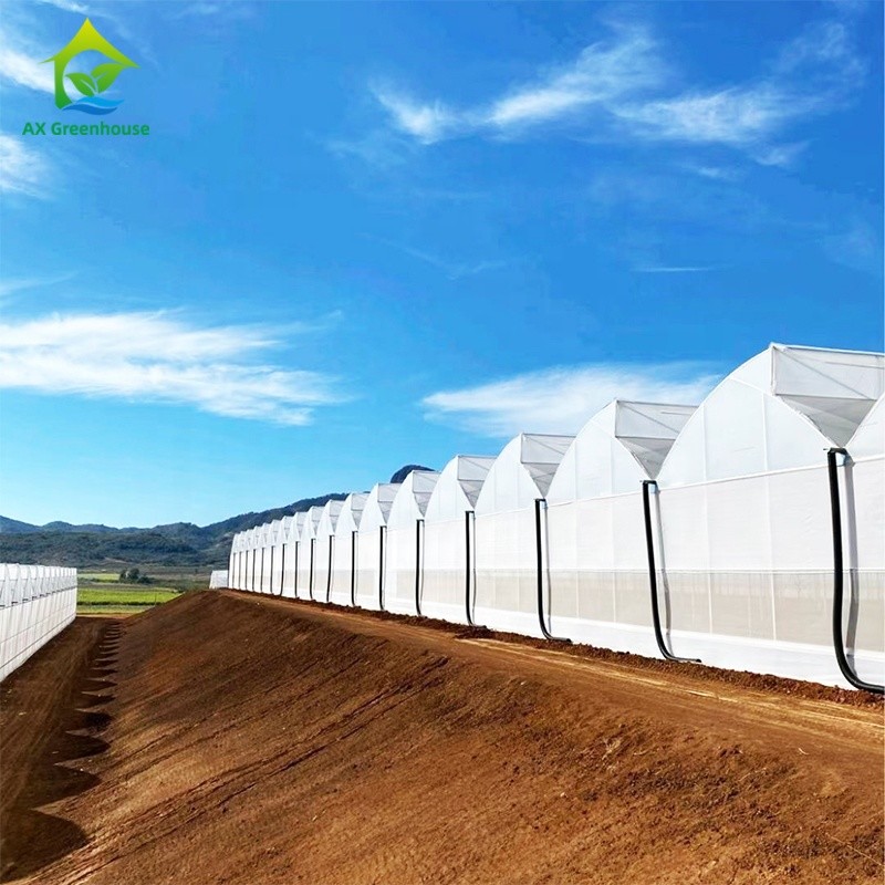 Stable Structure Wind Resistant Multi-span Large Tunnel Poly Film Hydroponic Greenhouse for Irrigation