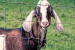 Wholesale Galvanized Grassland Wire Mesh Fence Cattle / Sheep / Field / Deer