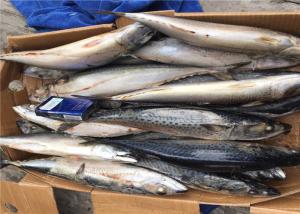 China Health High Protein 500G Pacific Fresh Frozen Mackerel wholesale